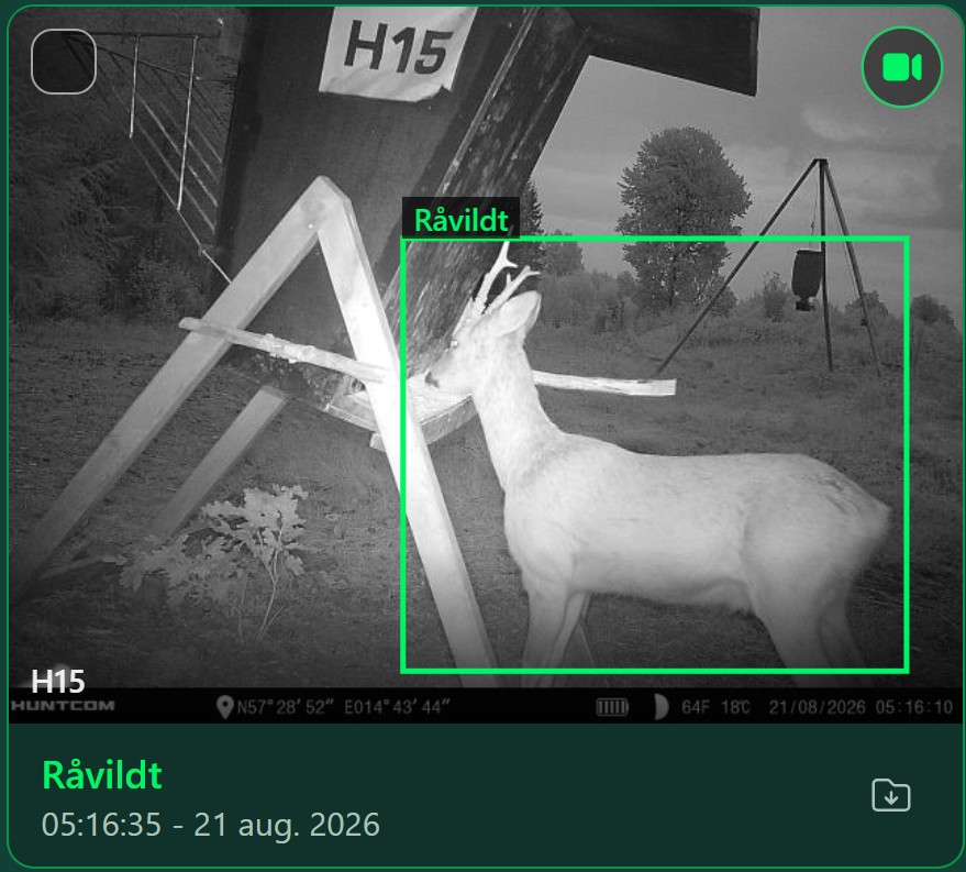 Jäger-appens feed — et billede fra Huntcom-kameraet med det grønne videoikon øverst til højre